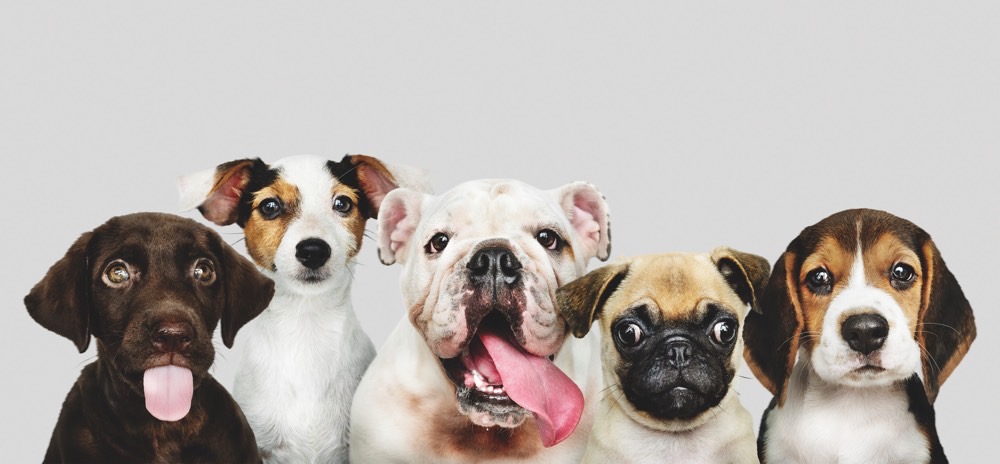 Imagen de perros